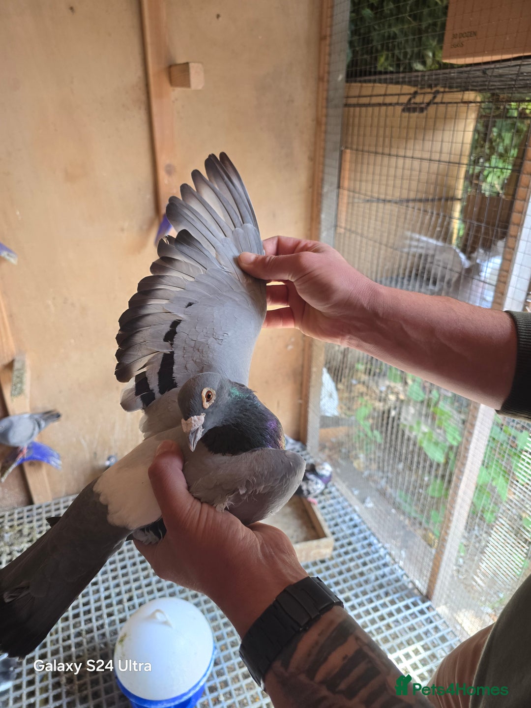 Pigeons birds for sale: Baby and adult racing Pigeons  - Image 3