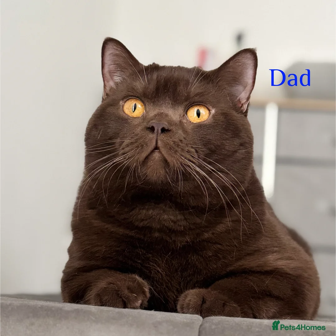 British Shorthair cats for sale: British shorthair kittens  - Advert 15