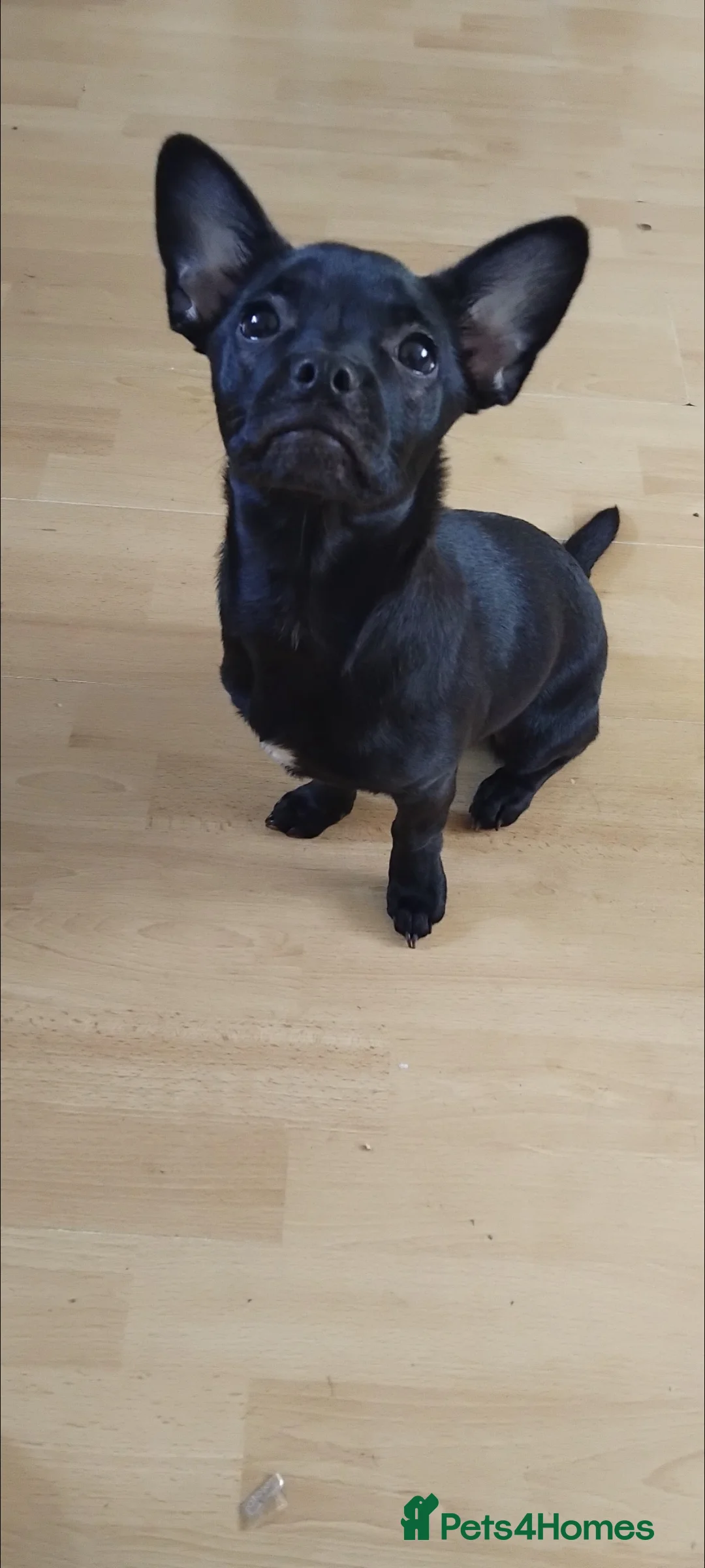 Mixed Breed dogs for sale: Bullhuhua for sale  - Advert 2