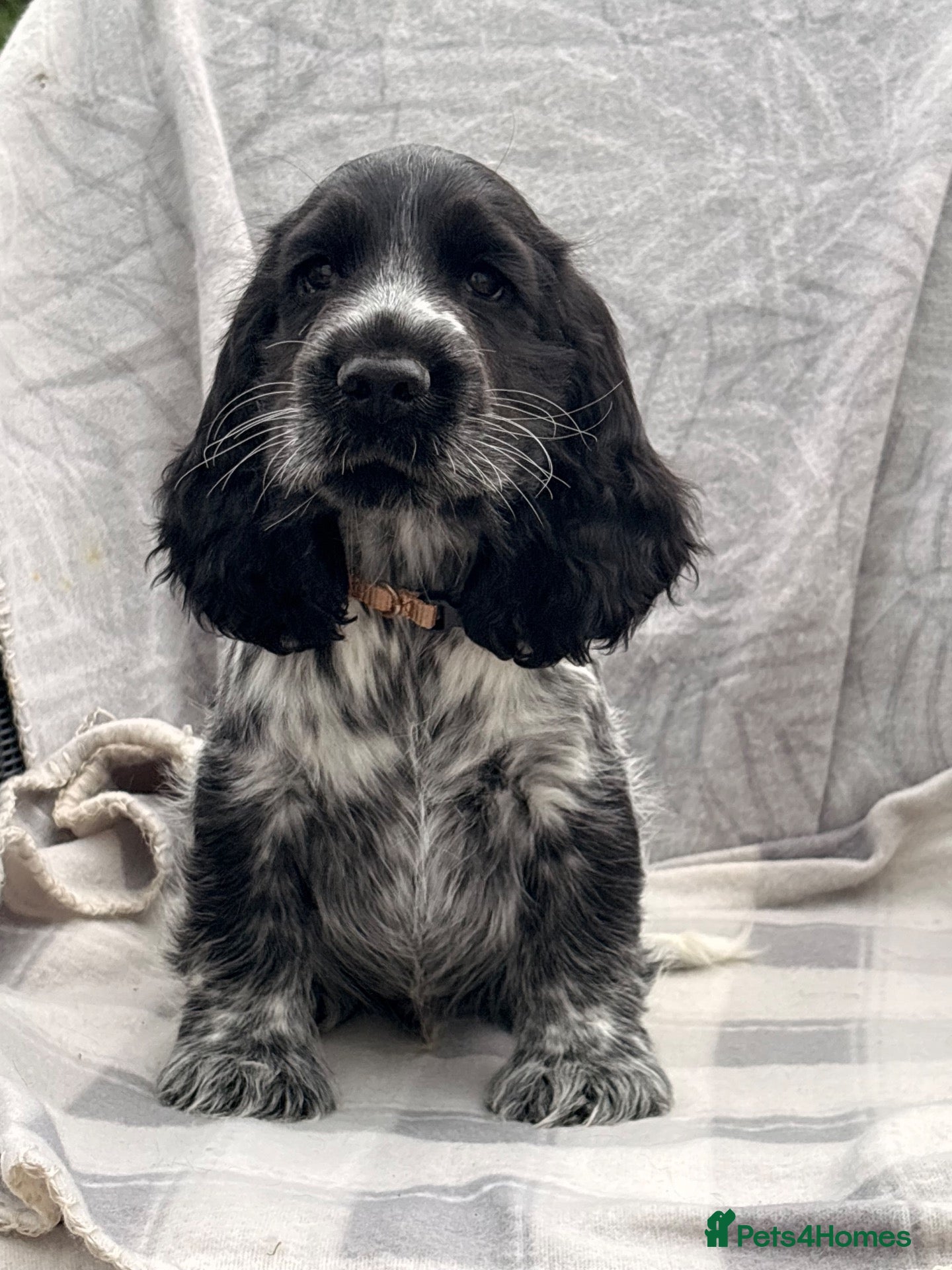 Cocker Spaniel dogs KC registered Show Type Cocker Spaniel DNA Tested - Advert 1