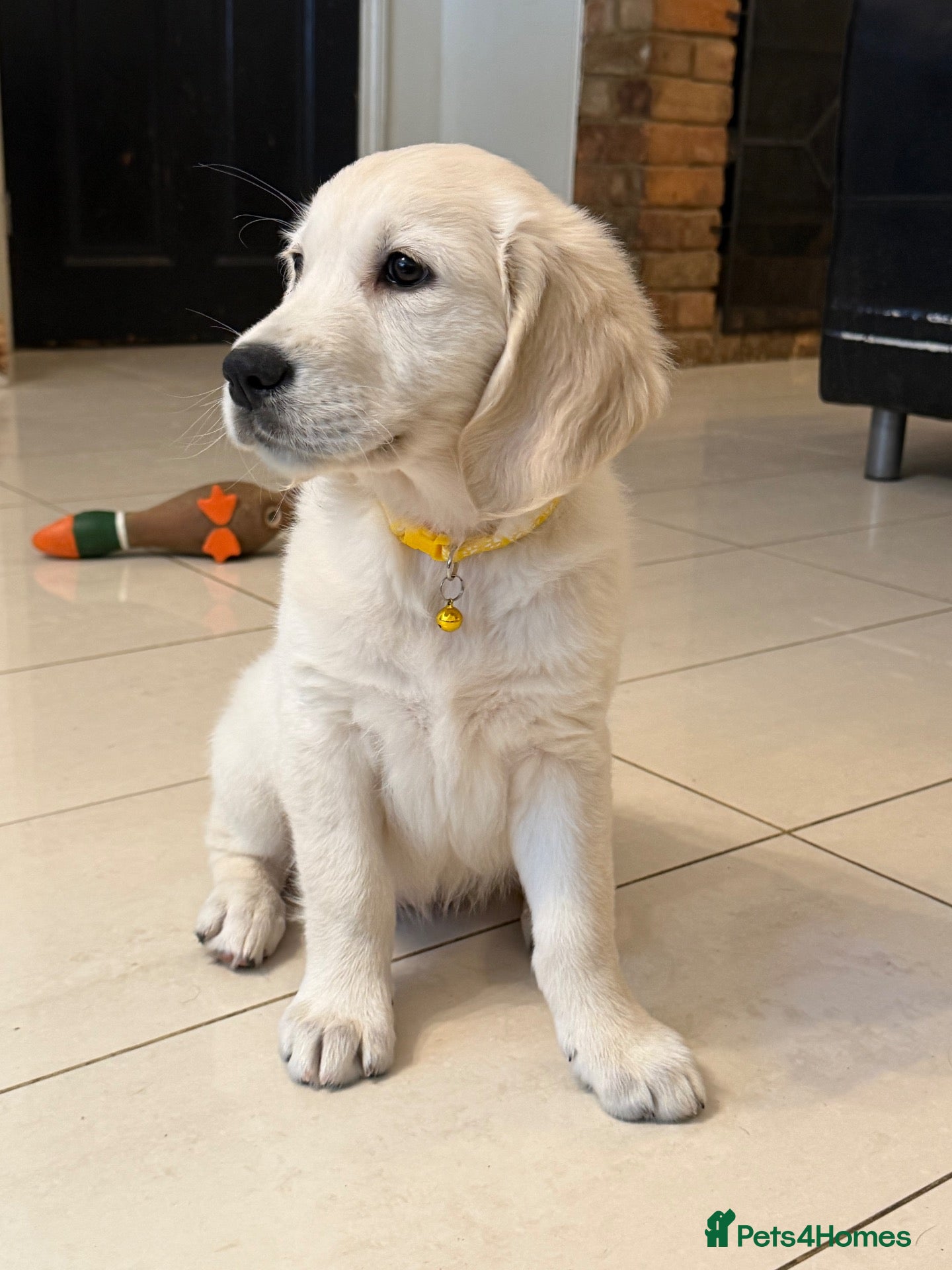 Golden Retriever dogs Beautiful KC Registered Golden Retriever Puppies - Advert 2