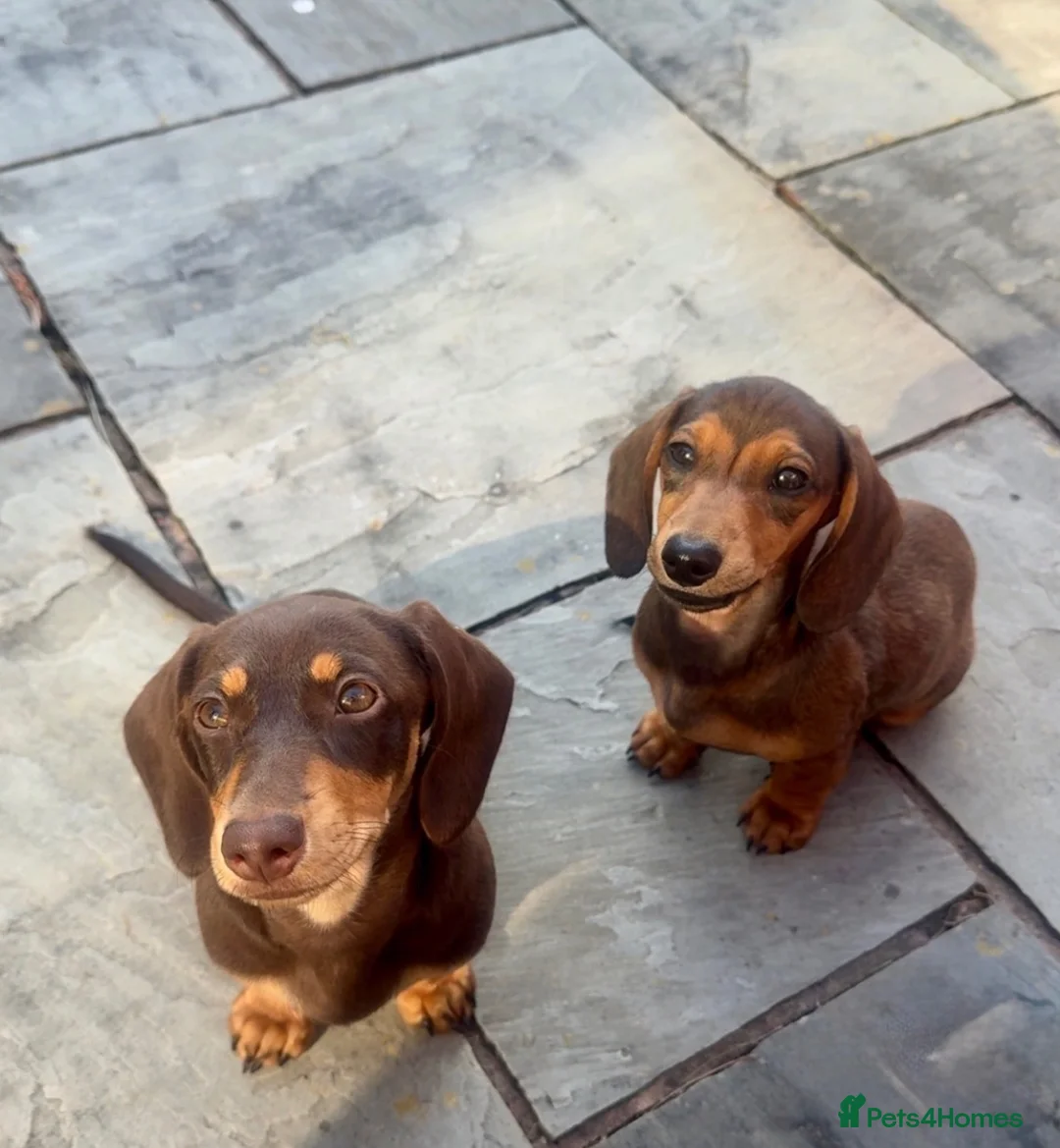 Miniature Dachshund dogs for sale: 2 beautiful miniature dachshunds  - Advert 2