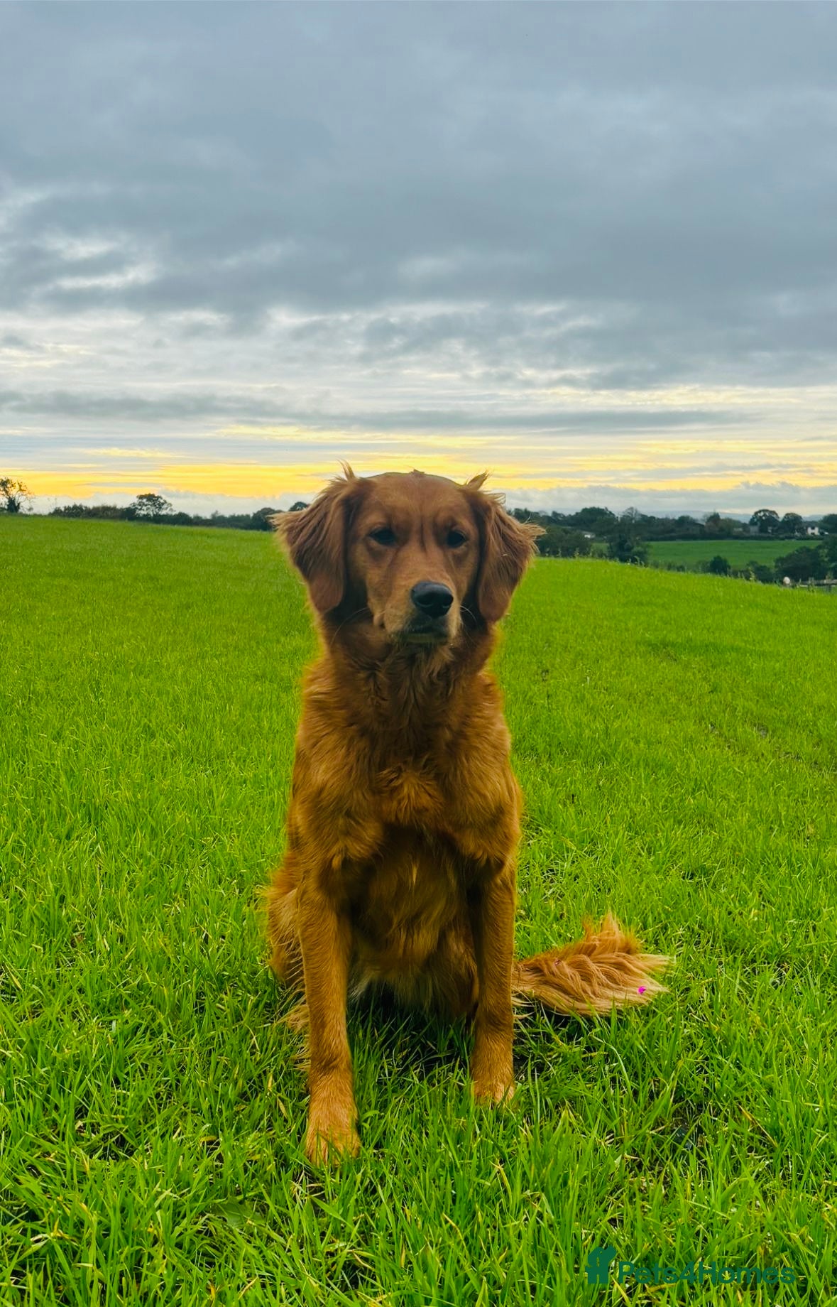 Golden Retriever dogs Exceptionally Well Bred Golden Retriever puppies - Advert 1