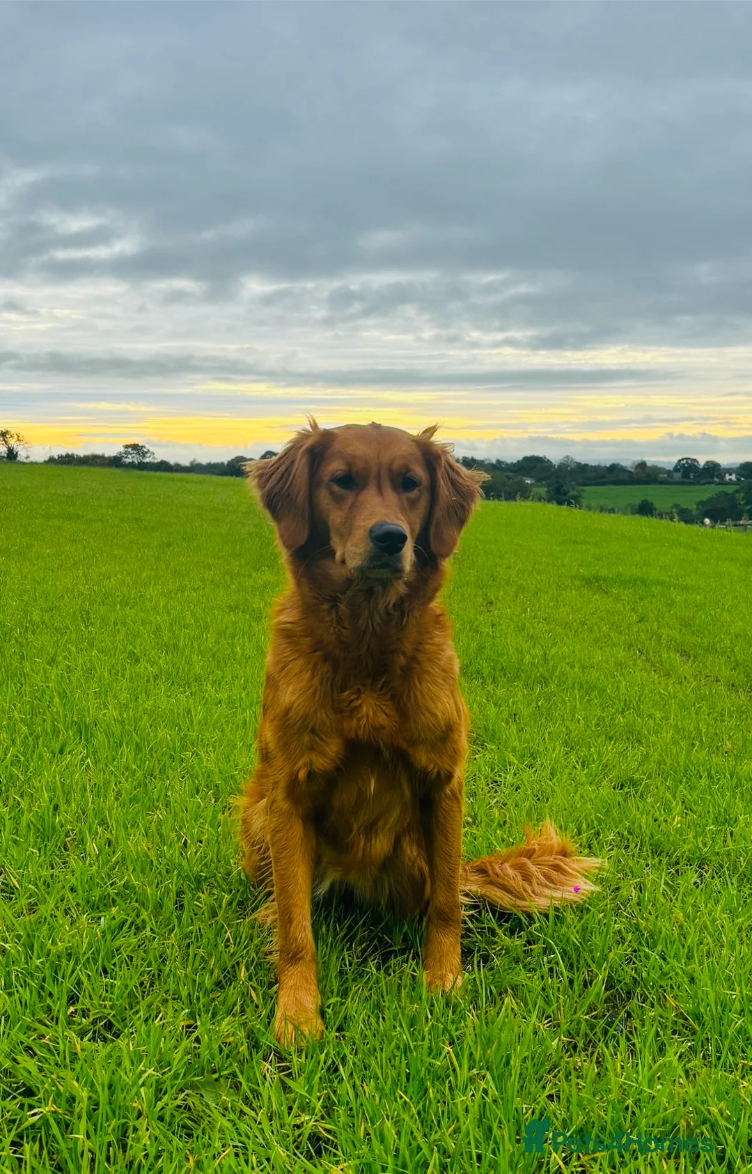 Golden Retriever dogs for sale: Exceptionally Well Bred Golden Retriever puppies in Preston - Advert 1