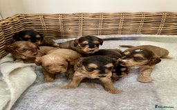 Cockapoo dogs for sale: Cockapoo puppies  - Image 11