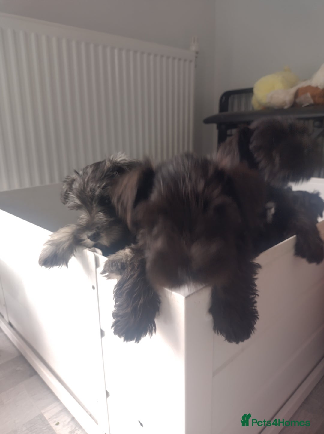 Miniature Schnauzer dogs for sale: Adorable miniature schnauzers ❤️❤️🏡  - Image 13