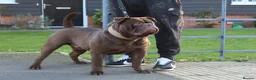 Olde English Bulldogge dogs for sale: Pure chocolate olde English bulldog  - Advert 3