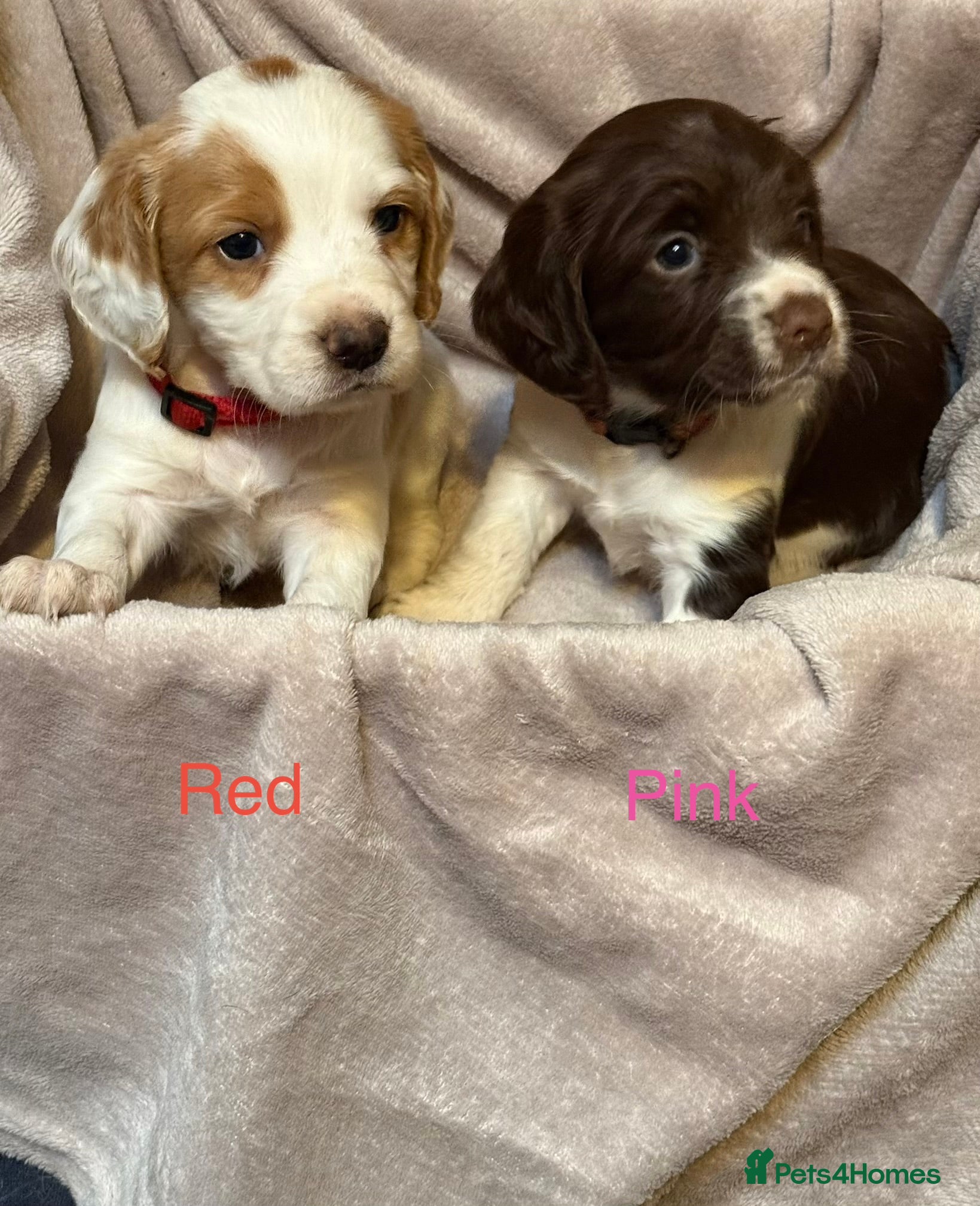 Sprocker dogs Adorable sprocker spaniel puppies - Advert 3