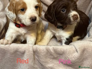 Sprocker dogs Adorable sprocker spaniel puppies - Advert 1
