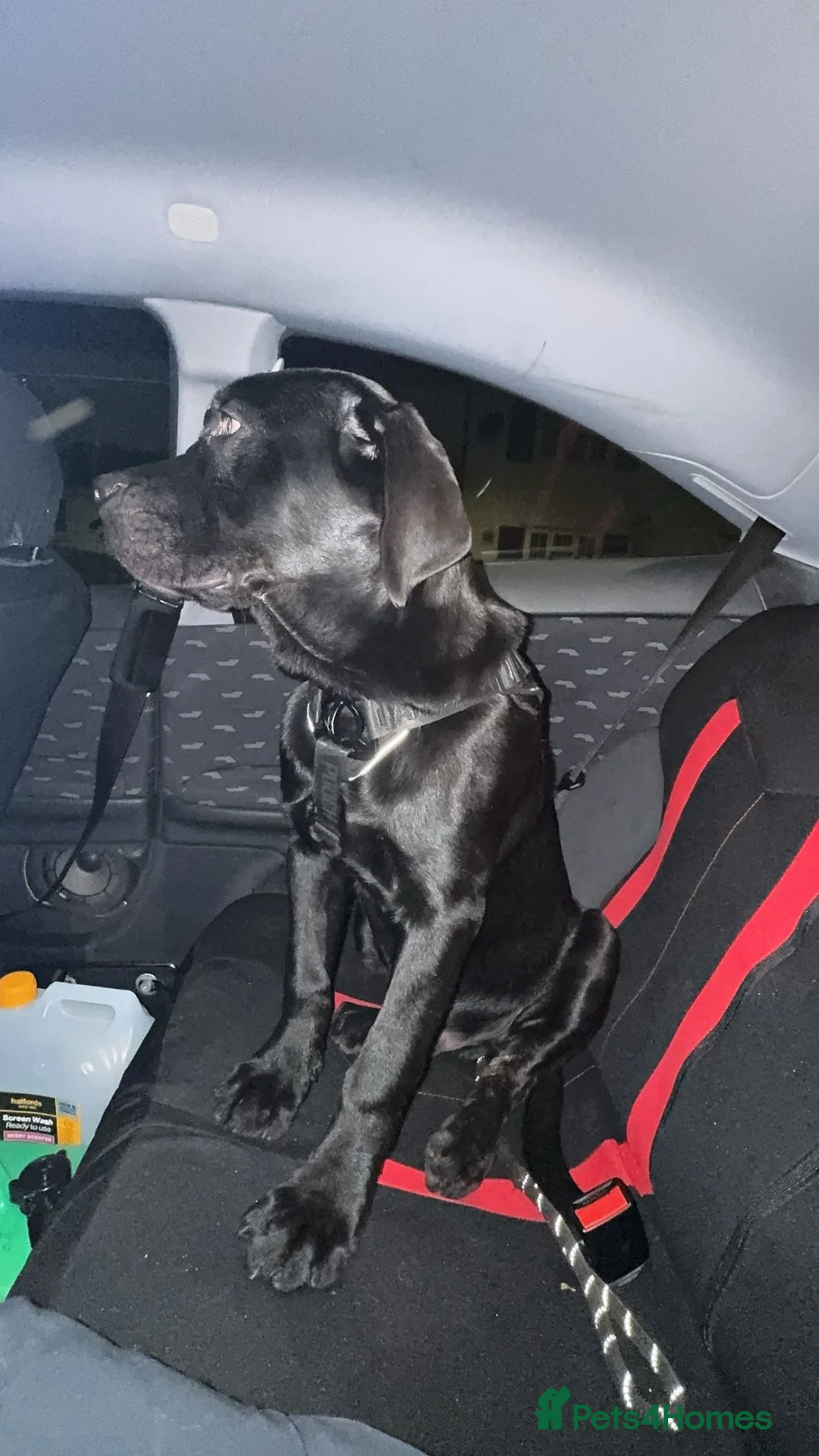 Mixed Breed dogs for sale: Pablo  in New Malden - Advert 1