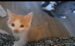Mixed Breed cats for sale: 7 gorgeous kittens READY NOW - Image 17