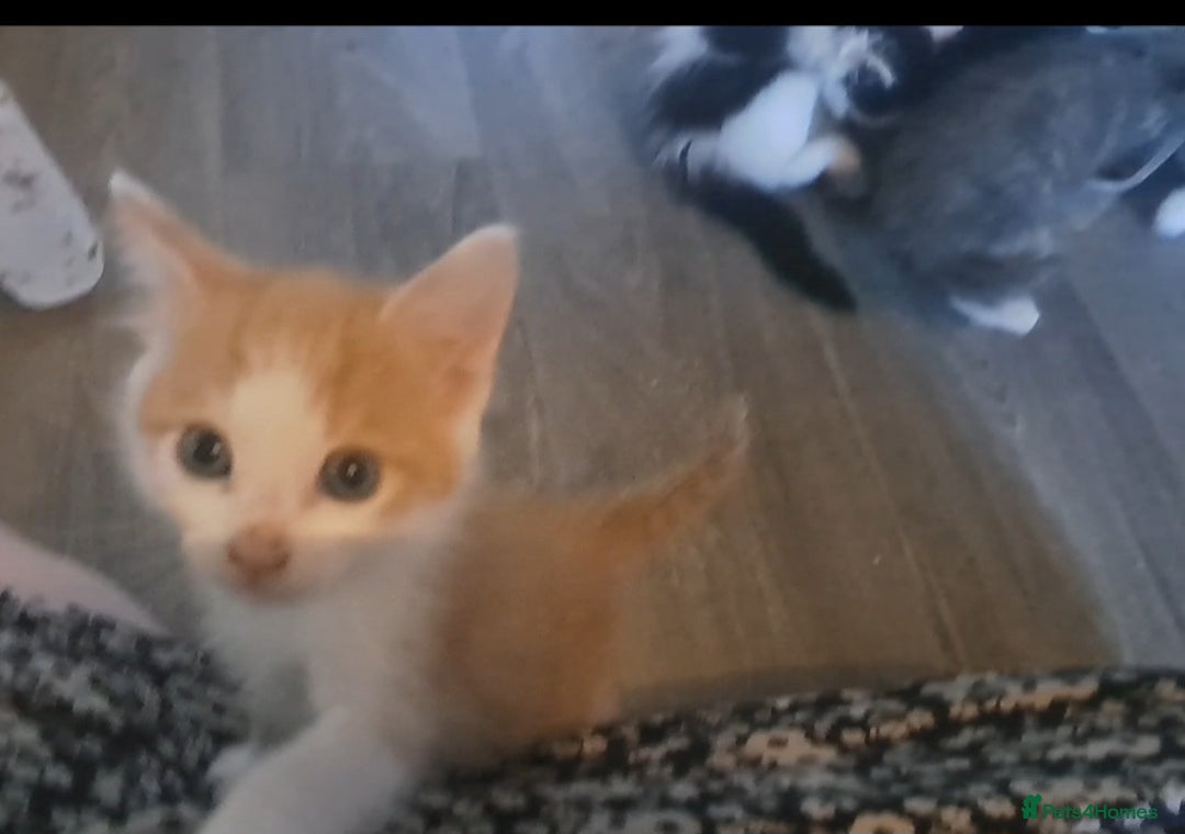 Mixed Breed cats for sale: 7 gorgeous kittens READY NOW - Image 17