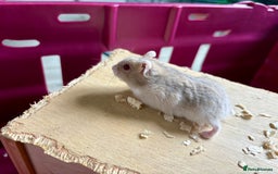 Hamster rodents for sale: Female winter white dwarf hamsters - Image 12