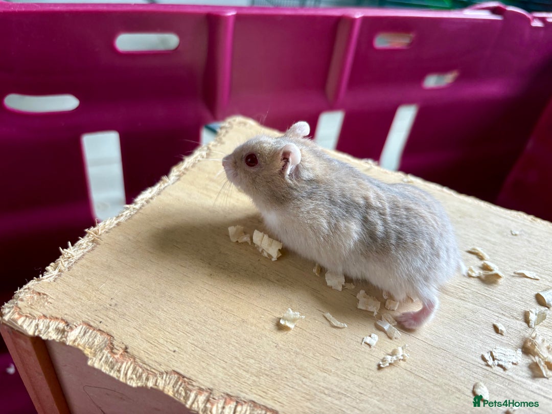 Hamster rodents for sale: Female winter white dwarf hamsters - Image 12