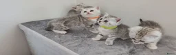 British Shorthair cats for sale: 🏆 Silver British Shorthairs pedigree 🏆  - Advert 3