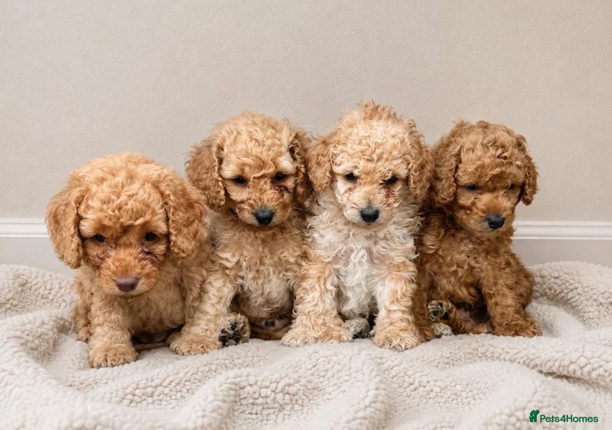 Cockapoo dogs Cockapoo Puppies Looking for Loving Homes - Advert 6
