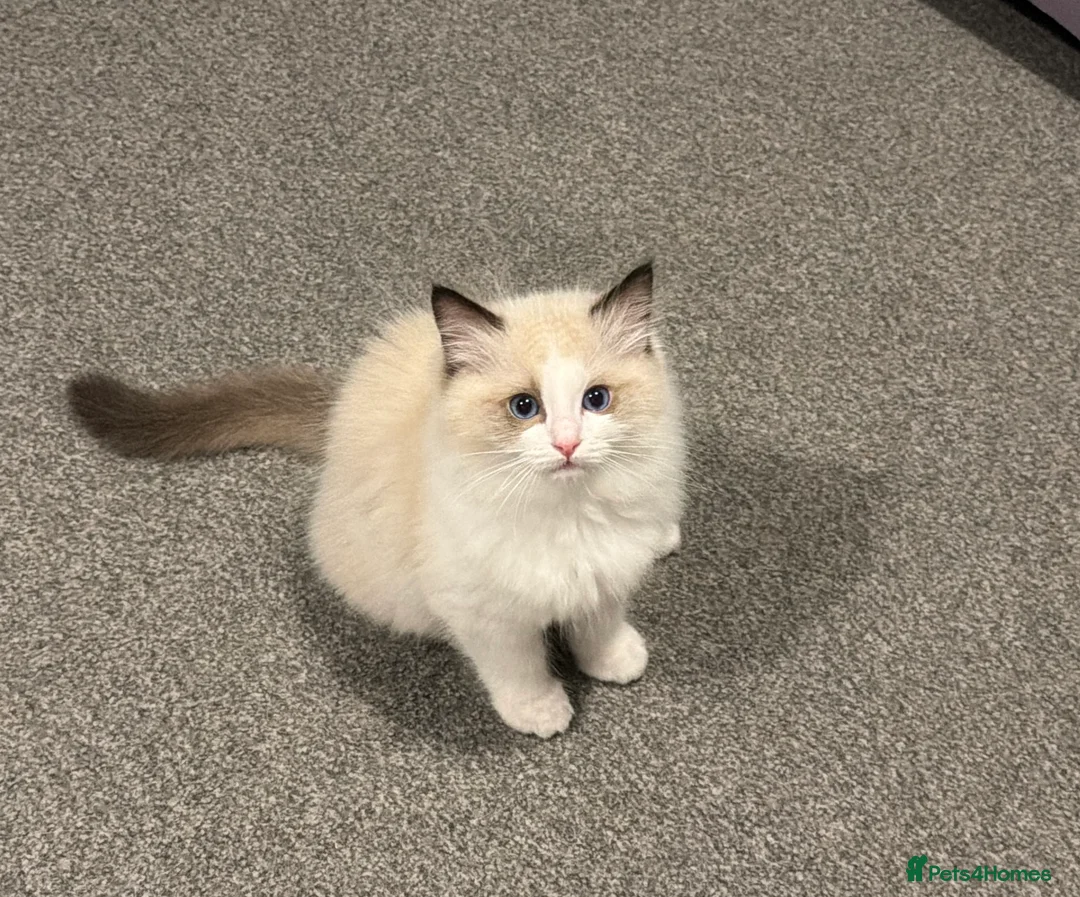 Ragdoll cats for sale: Handsome Seal Bicolour Boy 💙 - Advert 9