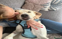 Labrador Retriever dogs for sale: Labrador Looking for His Forever Home - Image 13