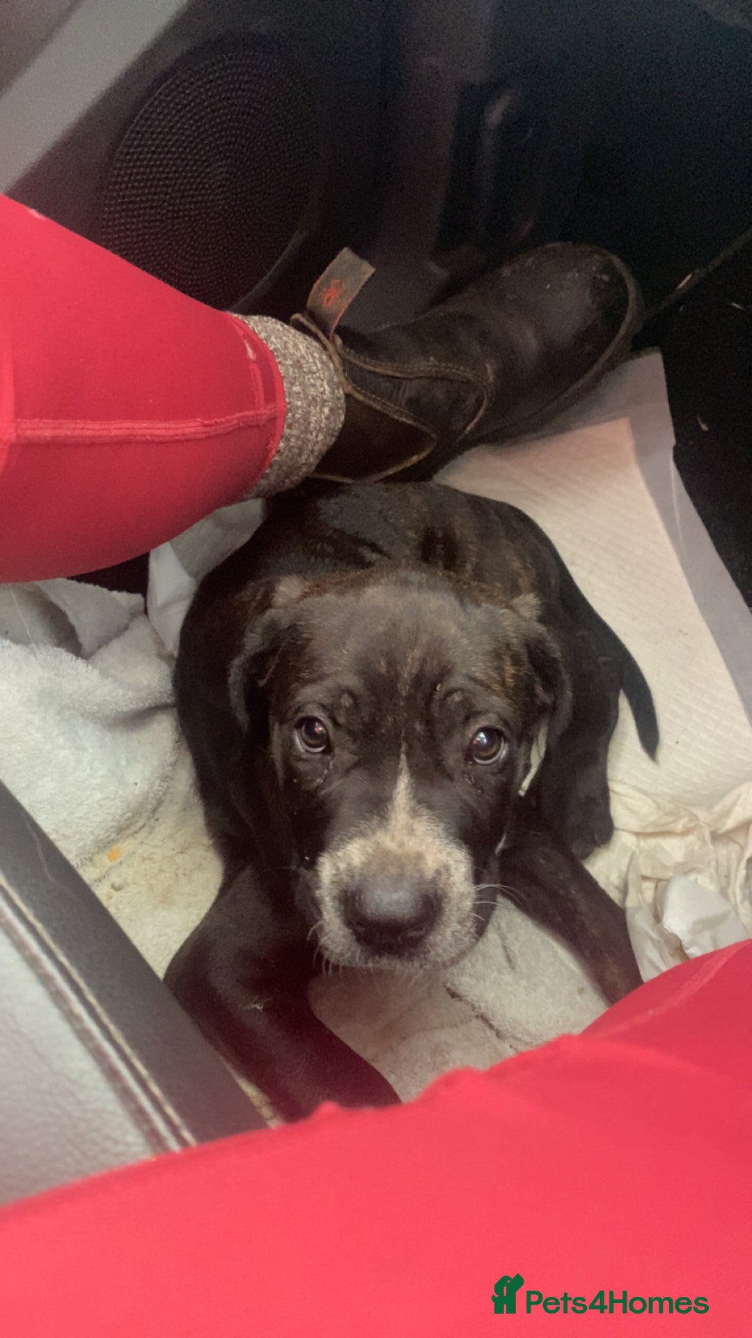 Cane Corso dogs for sale: Cane Corso puppies  - Image 1