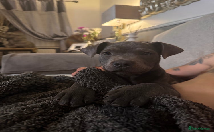 Staffordshire Bull Terrier dogs in Oswestry - Advert 1