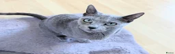 Russian Blue cats for adoption: GCCF Registered Females -Kind, Gentle Lap Cats - Advert 8