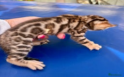 Keetso cats for sale: Stunning golden keetsos  - Image 4