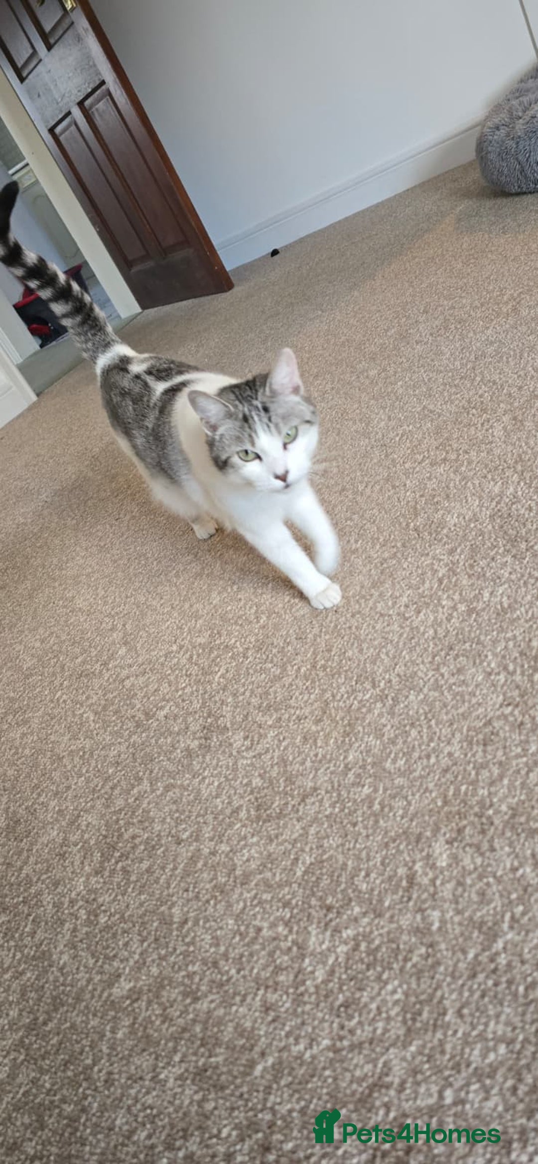 Domestic Shorthair cats for sale: Loving Home Wanted for Suzie and Spot Together - Advert 4