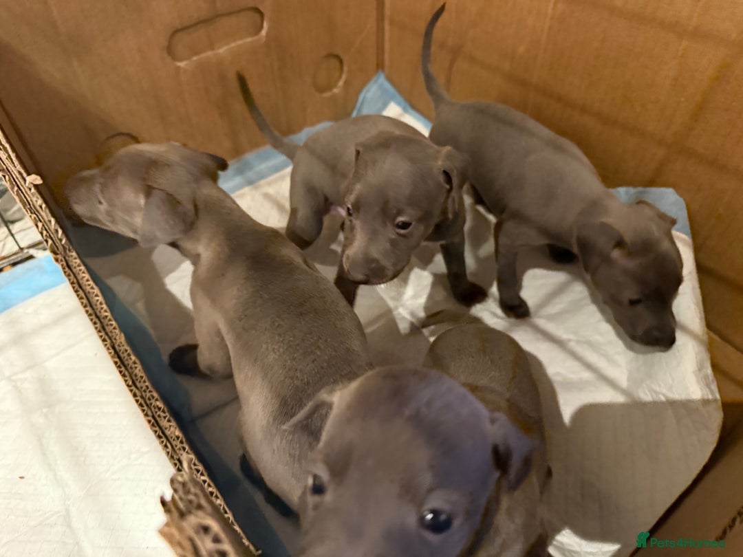 Italian Greyhound dogs for sale: 3 male Italian greyhound puppies for sale - Advert 8