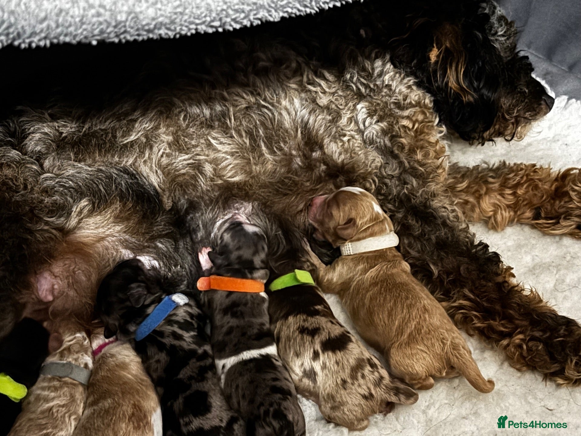 Cockapoo dogs 7 F2 cockapoo puppies only 6 available - Advert 2