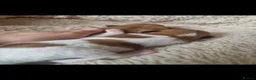 Pomeranian dogs for sale: Pomeranian puppies - Advert 1