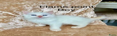 Ragdoll 2