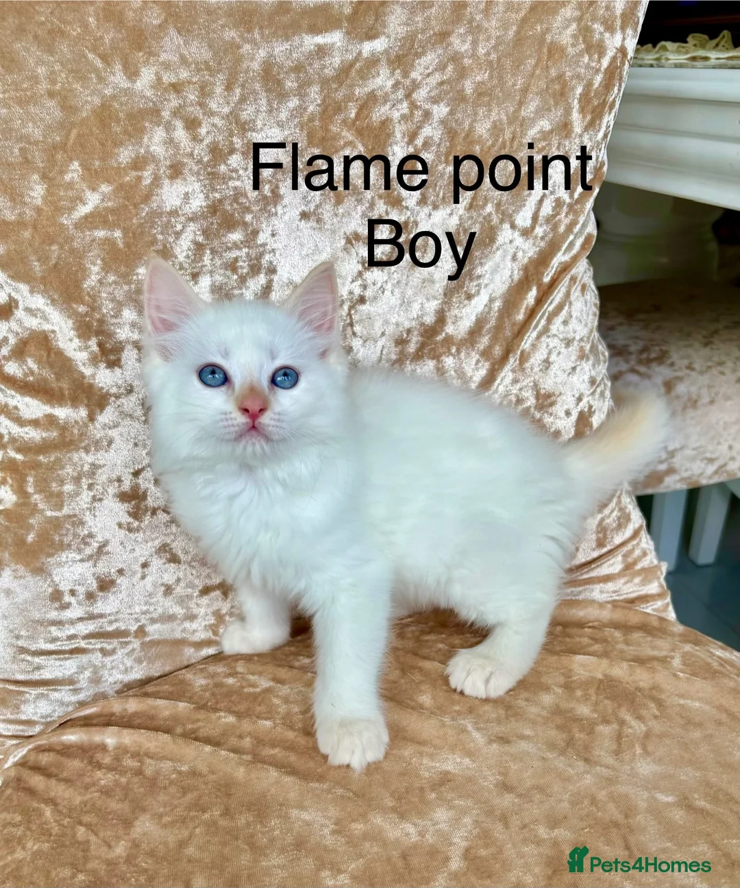 Ragdoll cats for sale: Beautiful ragdoll kittens  - Advert 10