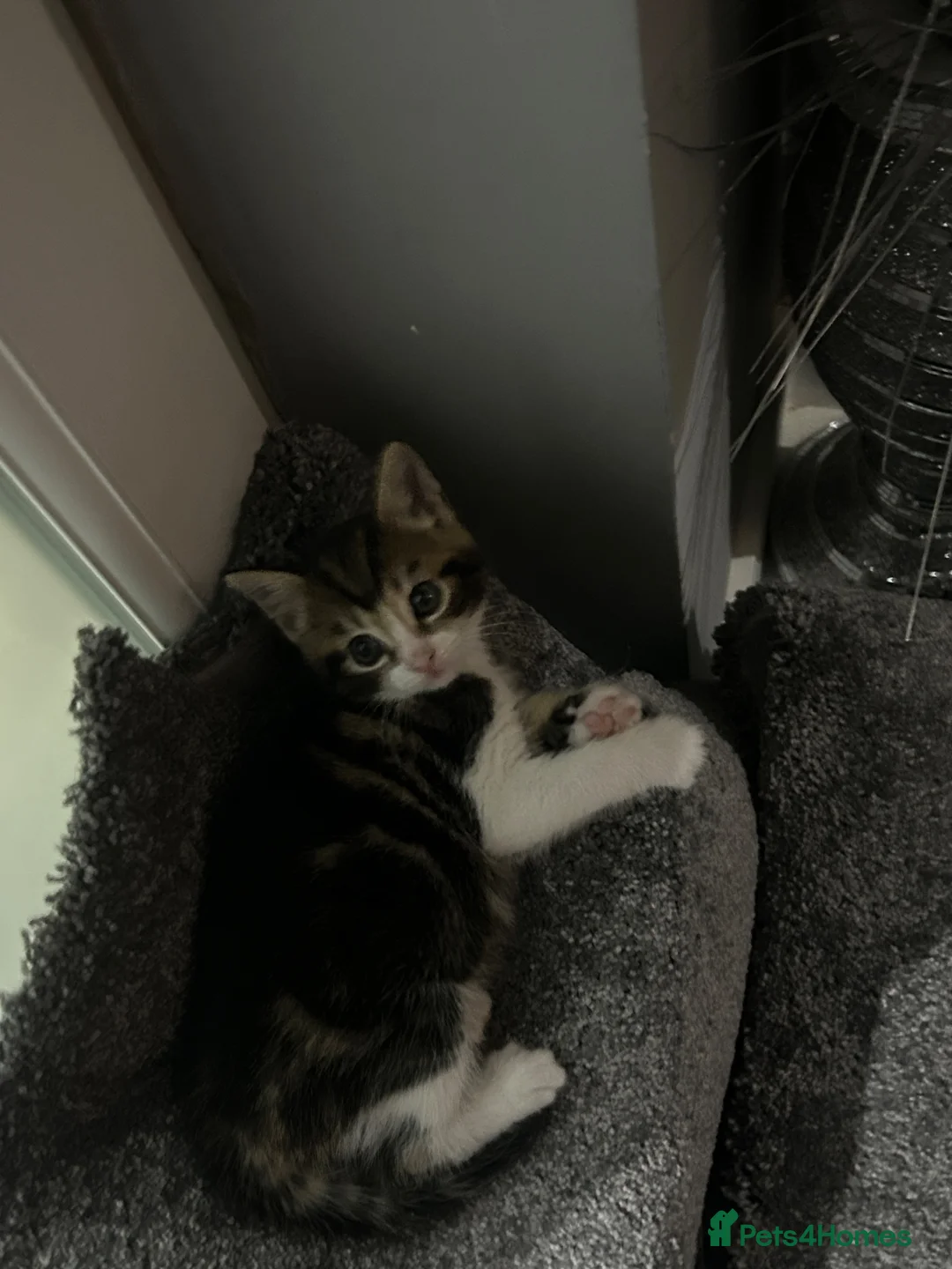 Mixed Breed cats for sale: gorgeous Mixed breed boy kitten  - Advert 2