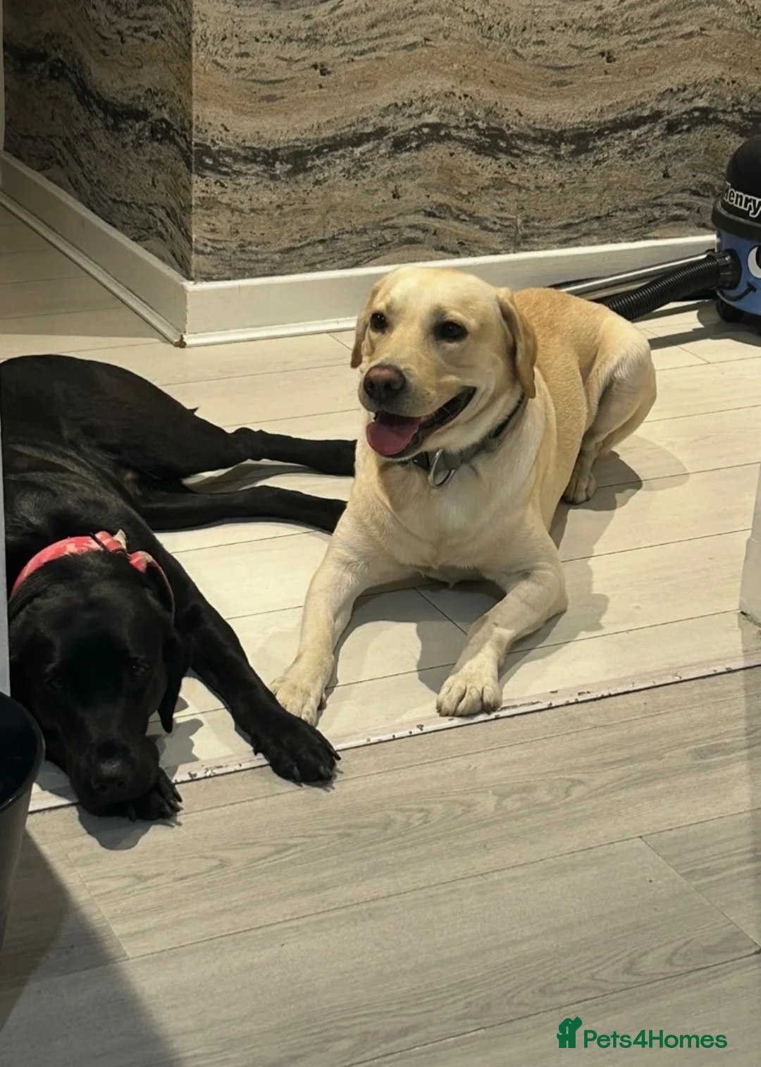 Labrador Retriever dogs for sale: Gorgeous litter of 6 Labrador puppies in Paisley - Advert 2