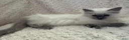 Ragdoll cats for sale: Stunning Ragdoll kittens - Advert 37