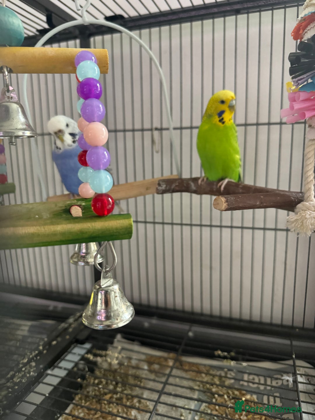 Budgerigars birds for sale: 2 Budgies and cage for sale - Image 1