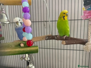 Budgerigars birds - Advert 1