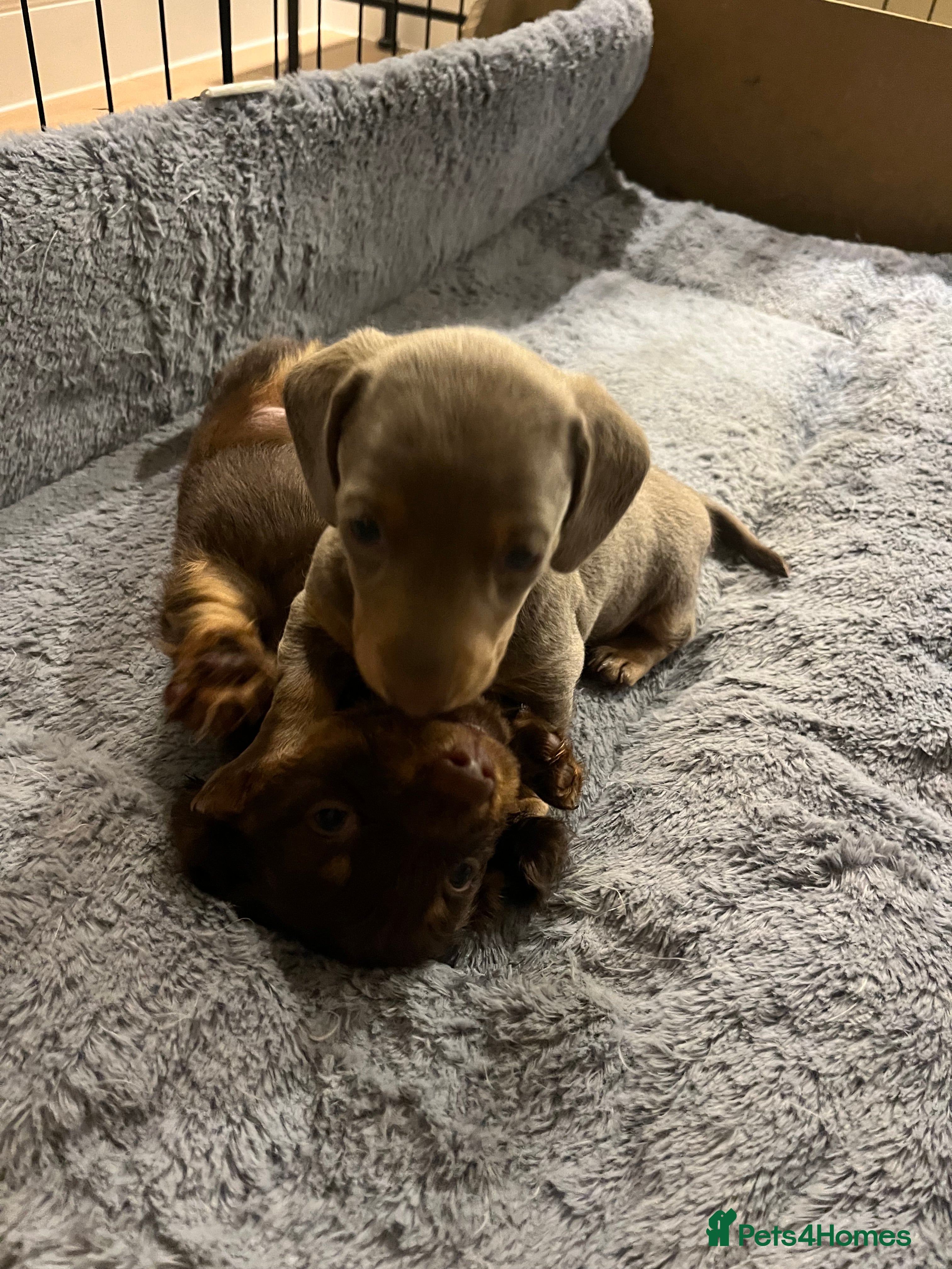 Miniature Dachshund dogs 🐶 beautiful minature dachshunds 🐶  - Advert 2