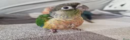 Conures birds for sale: Beautiful fully hand reared conures  - Advert 8