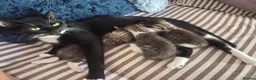 Mixed Breed cats for sale: Adorable and Playfull Kittens  - Advert 11