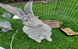 Continental Giant rabbits for sale: Beautiful Pure Giant Continental Babies  - Image 3