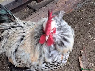 Chickens poultry Cockerel mixed breed in Rochester - Advert 1