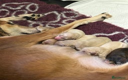 Saluki dogs for sale: Beautiful Saluki  - Image 10