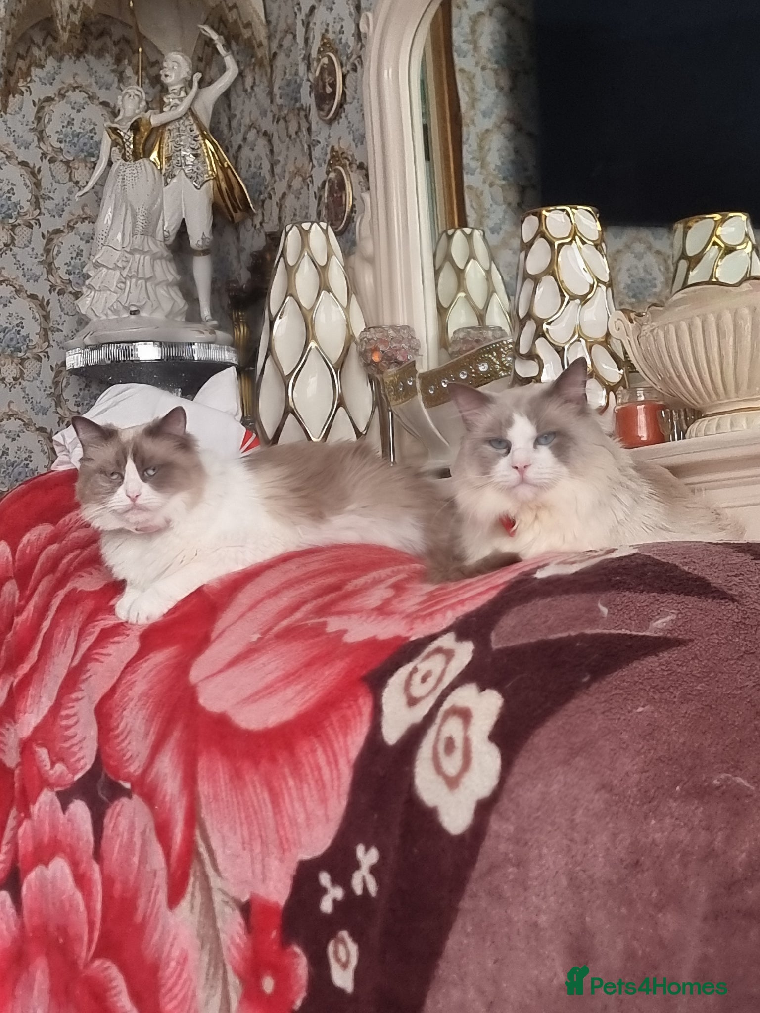 Ragdoll cats Kittens - Advert 2