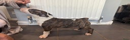 Bull Terrier dogs for sale: BIG PRICE DROP TO ENSURE THEESE PUPS HAVE A HOME  - Advert 2