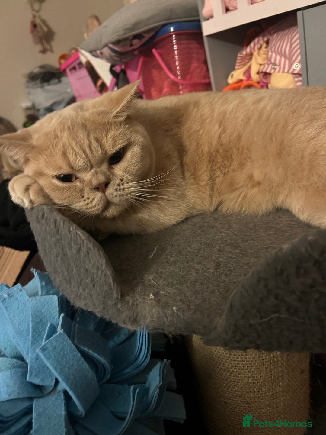 British Shorthair cats for sale: Mabel needs a quiet loving home  - Image 3