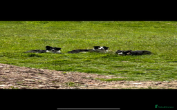 Border Collie dogs for sale: Border collie.  - Image 3