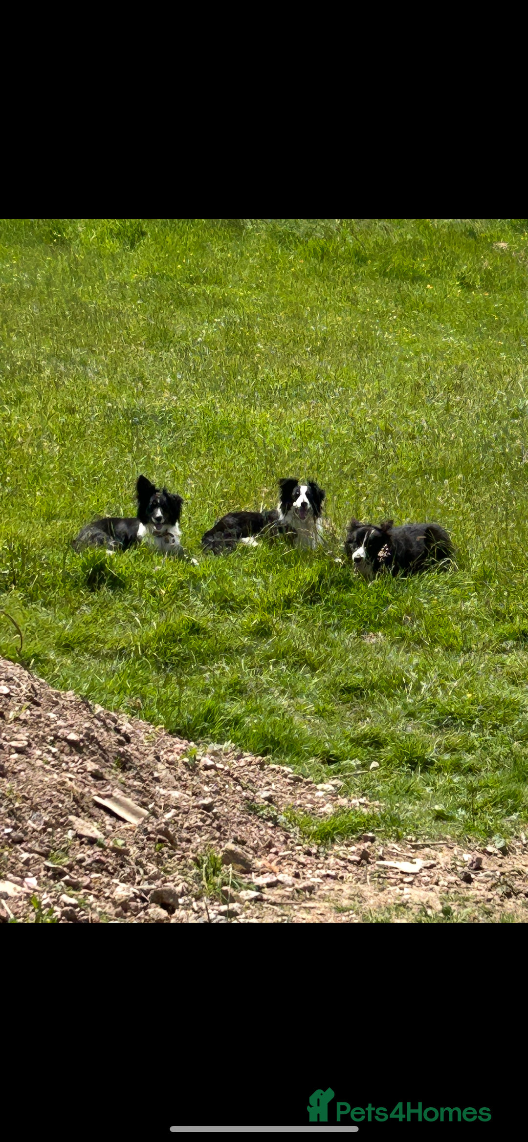 Border Collie dogs for sale: Border collie.  - Image 3