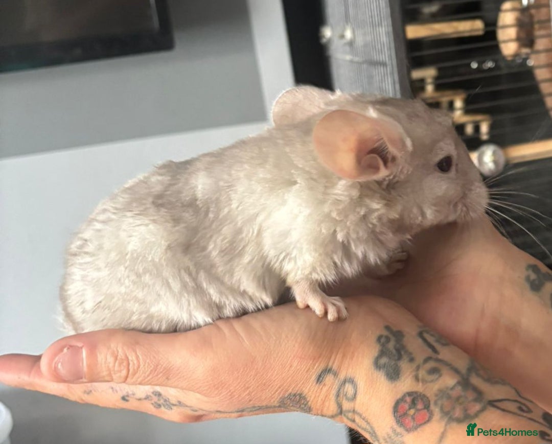 Chinchilla rodents for sale: Beige male chinchilla kits ready to reserve  - Image 4