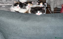 Turkish Van cats for sale: Stunning calico Turkish van kittens  - Image 1